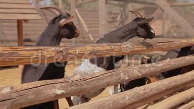 农场里饲养场里干净整洁的山羊，山羊正从围栏后面看镜头